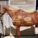 Comment savoir si un cheval est énervé ?