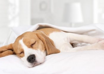 Quand s'inquiéter pour son chien ?