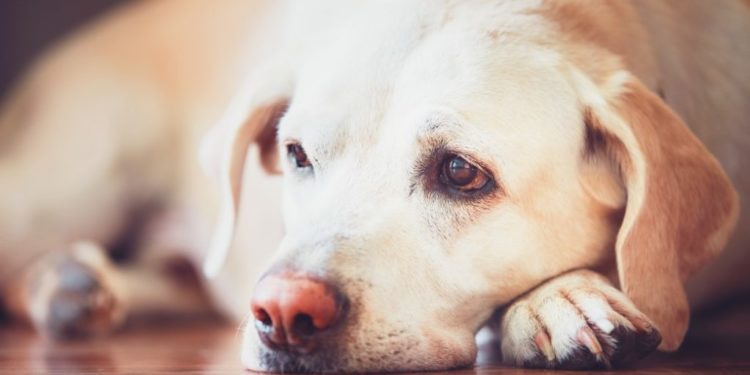 Comment savoir si une chienne a été prise ?