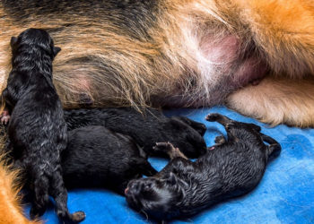 Comment différencier les chiots à la naissance ?