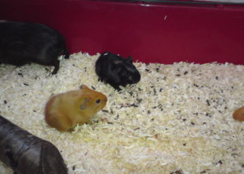 Quelle taille fait un cochon d'Inde bébé ?