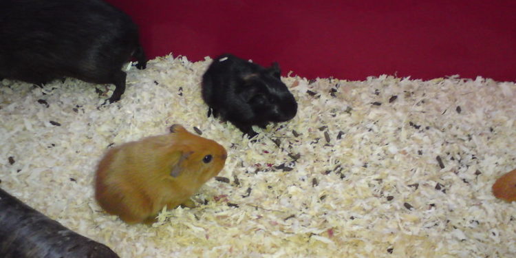 Quelle taille fait un cochon d'Inde bébé ?