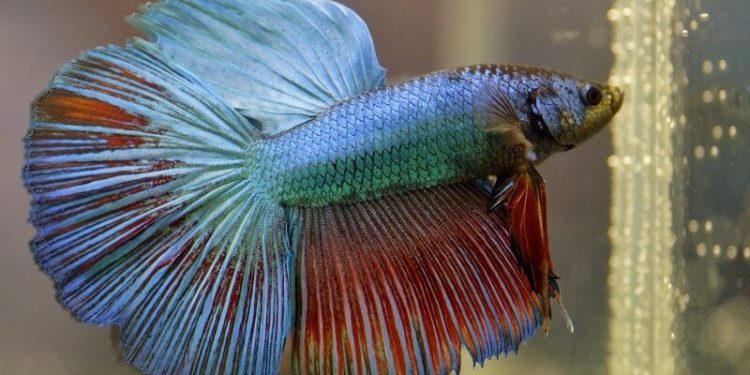 Comment faire grossir son poisson combattant ?