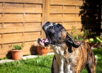 Comment rafraîchir un lapin quand il fait chaud ?