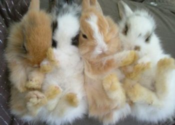 Est-ce que les lapins nains craignent le froid ?