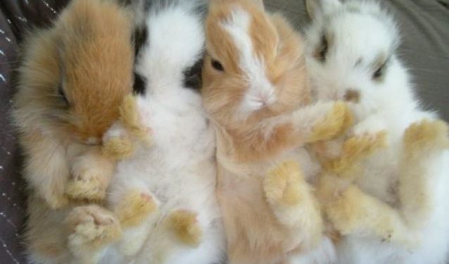 Est-ce que les lapins nains craignent le froid ?