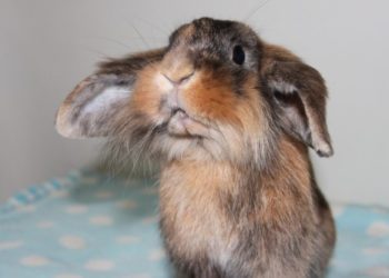 Comment élever un lapin bélier ?