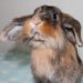 Comment élever un lapin bélier ?