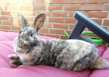 Est-ce que les lapins supportent la chaleur ?