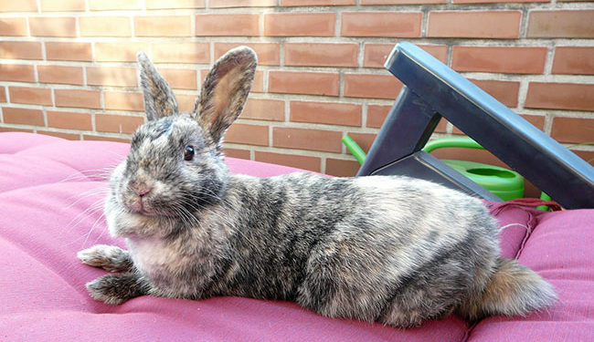 Est-ce que les lapins supportent la chaleur ?