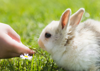Pourquoi mon lapin nain mange beaucoup ?