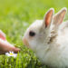 Pourquoi mon lapin nain mange beaucoup ?