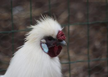 Comment savoir si c'est une poule ou un coq de soie ?