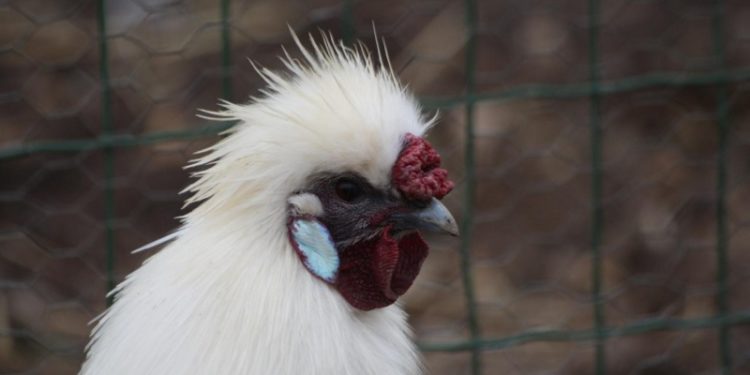 Comment savoir si c'est une poule ou un coq de soie ?