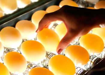 Comment conserver les œufs avant de les mettre en couveuse ?