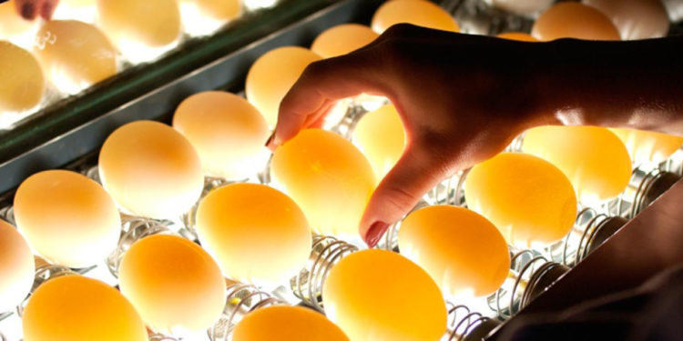 Comment conserver les œufs avant de les mettre en couveuse ?