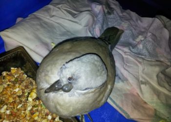 Comment prendre soin d'une tourterelle blessée ?