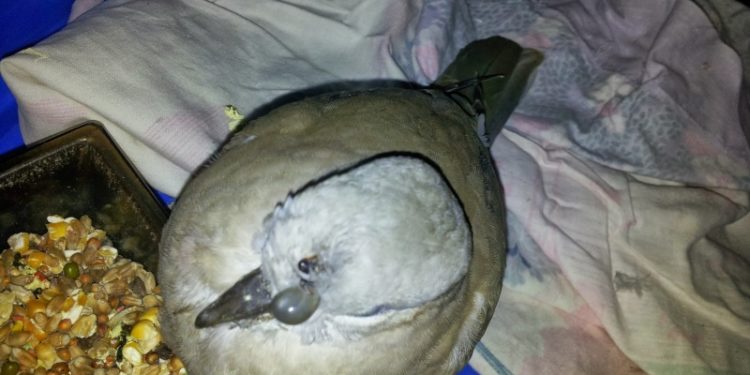 Comment prendre soin d'une tourterelle blessée ?