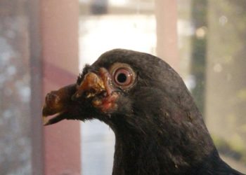 Est-ce que les pigeons sont porteurs de maladie ?