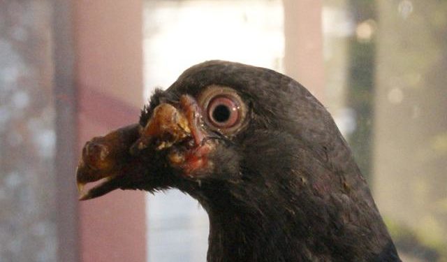 Est-ce que les pigeons sont porteurs de maladie ?