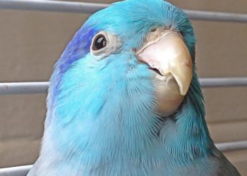 Comment savoir si un oiseau est en bonne santé ?