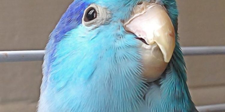 Comment savoir si un oiseau est en bonne santé ?