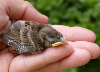 Comment soigner un bébé moineau ?