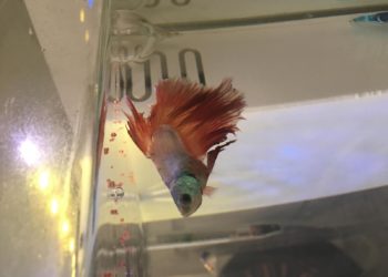 Pourquoi mon combattant reste au fond de l'aquarium ?