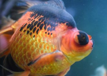 Comment soigner un poisson rouge ?