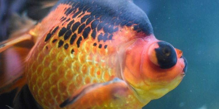 Comment soigner un poisson rouge ?
