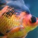 Comment soigner un poisson rouge ?