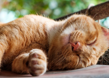 Comment faire pour savoir si un rat est heureux ?