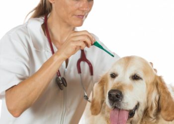 Quand Faut-il vermifuger mon chien ?