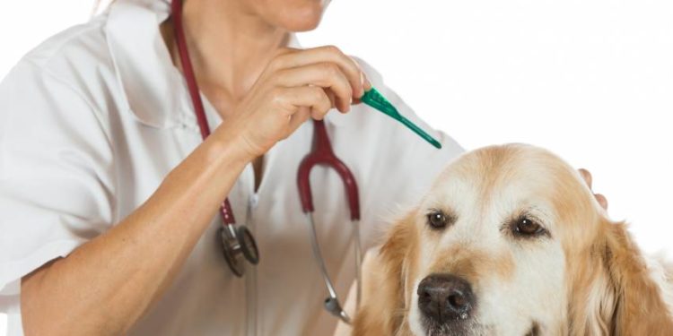 Quand Faut-il vermifuger mon chien ?