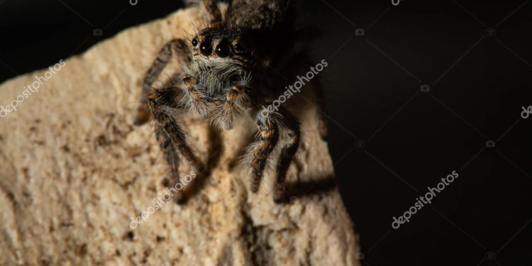 Quels sont les araignées qui mordent en France ?