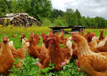 Où sont les oreilles d'une poule ?