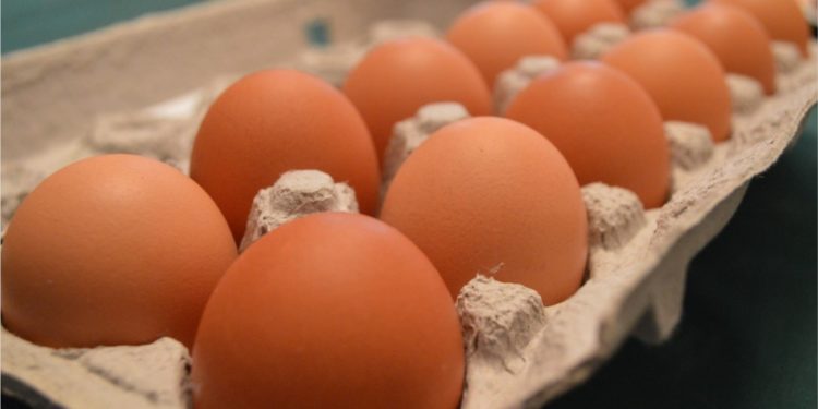 Comment savoir si une poule à des œufs ?