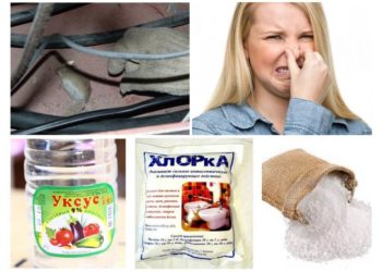 Comment se débarrasser de l'odeur de souris ?