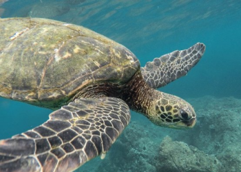 Quand les tortues pondent ?