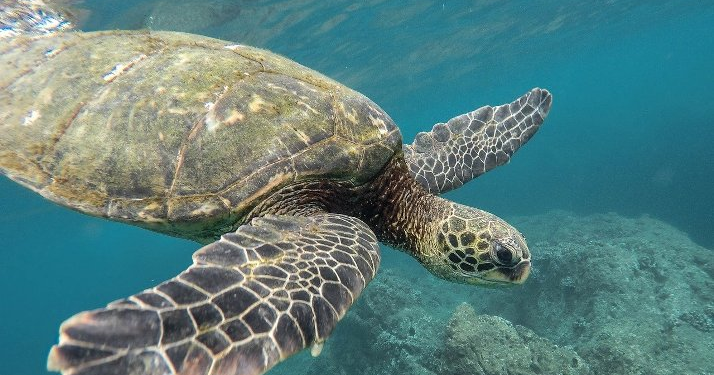 Quand les tortues pondent ?