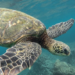 Quand les tortues pondent ?