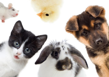 Quels sont les animaux domestiques ?