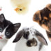 Quels sont les animaux domestiques ?