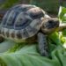 Comment donner à boire à une tortue de terre ?