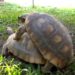 Quand s'accouple les tortue ?