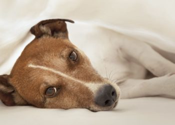 Comment savoir si un chien a un cancer ?