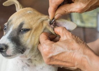 Comment un chien attrape le cancer ?