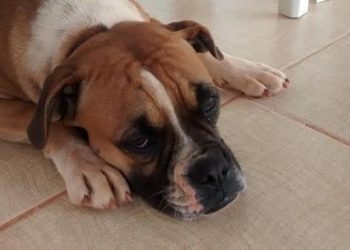 Pourquoi mon chat me suit tout le temps ?