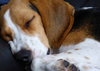 Pourquoi mon chat se couche sur moi ?