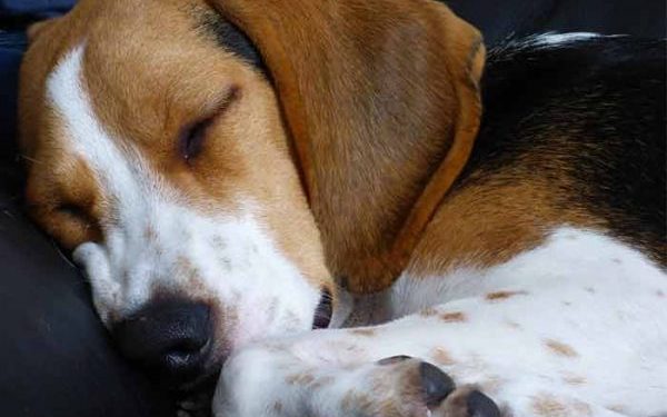 Pourquoi mon chat se couche sur moi ?